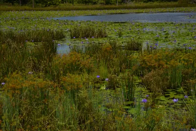 DSC_4785 (Large).JPG